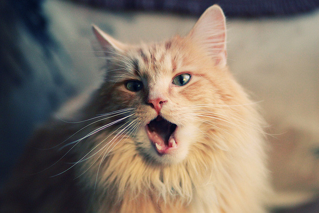 绿茵场与硬木地板的交响诗，当欧冠之夜遇见莫兰特的绝对掌控