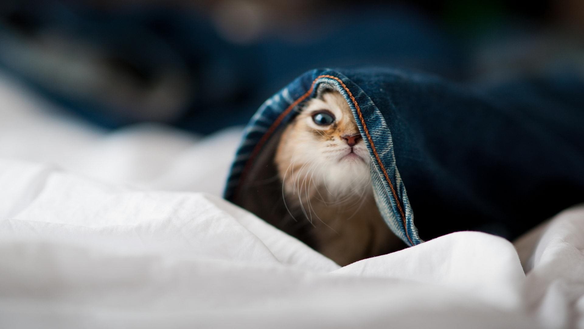 南非粉碎拜河马神话，罗德里戈诠释大舞台先生