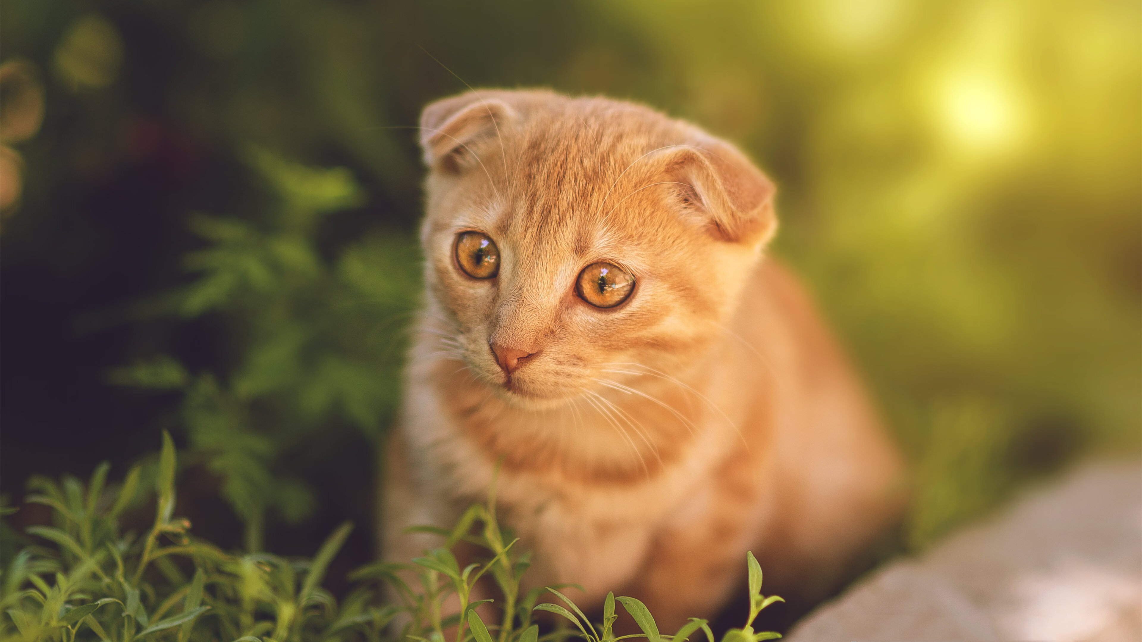 当欧文遇见约基奇，独行侠的利刃刺不穿丹佛的城墙