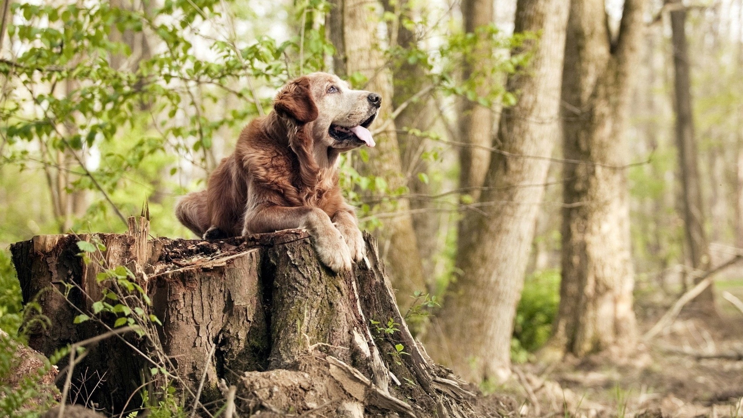 跨联赛生死对决,老鹰险胜浙江队,NBA季后赛焦点战引爆全球篮球热