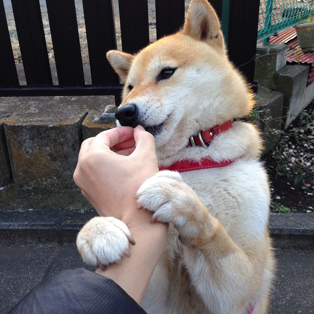 亚洲风暴与门神铁壁,韩国血拼那不勒斯的夜晚,奥纳纳早已写下剧本