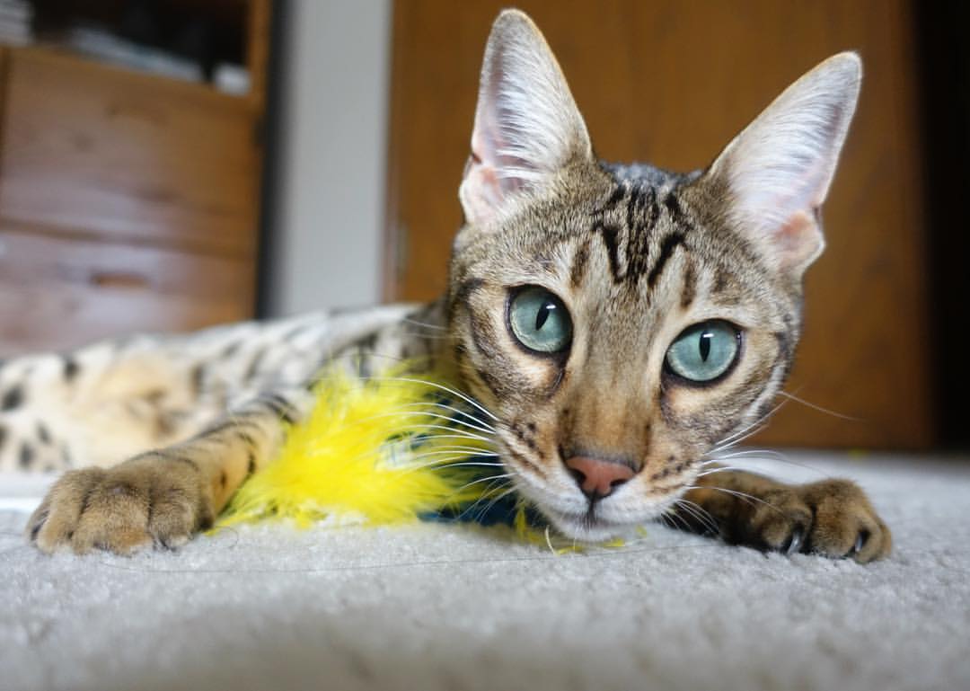 火箭破茧正名之战，杰伦格林轰41分击溃灰熊，巨星价值初现锋芒