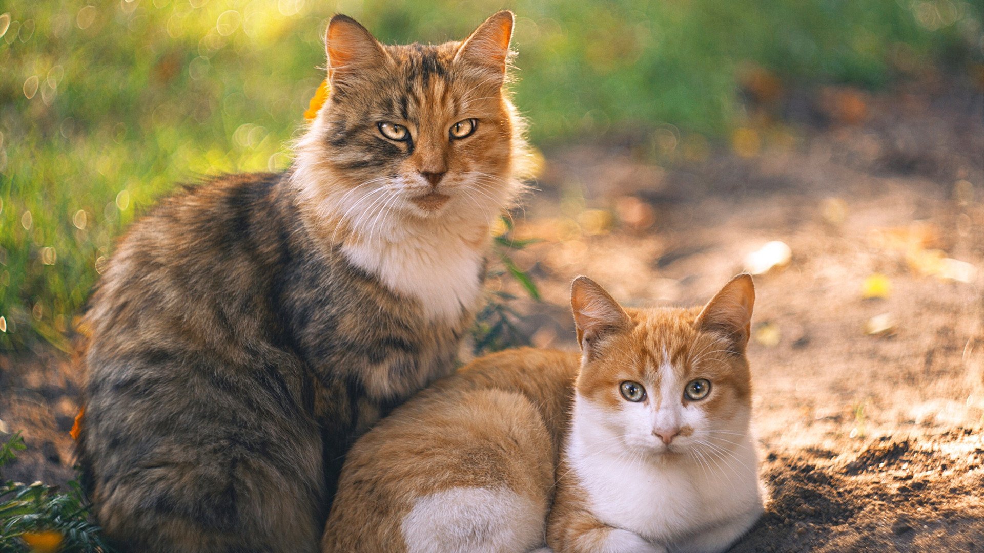 若日尼奥灵魂出鞘！奥地利带走乌克兰的核弹头