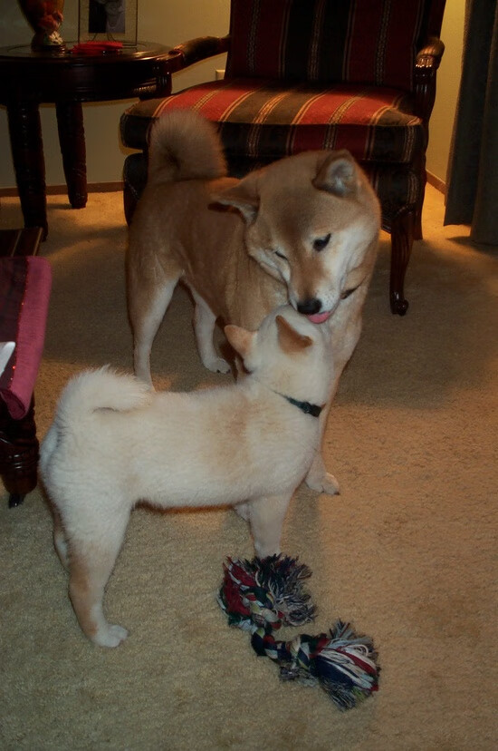 莱万完美发挥引领胜利,哥斯达黎加对阵墨西哥的经典之战