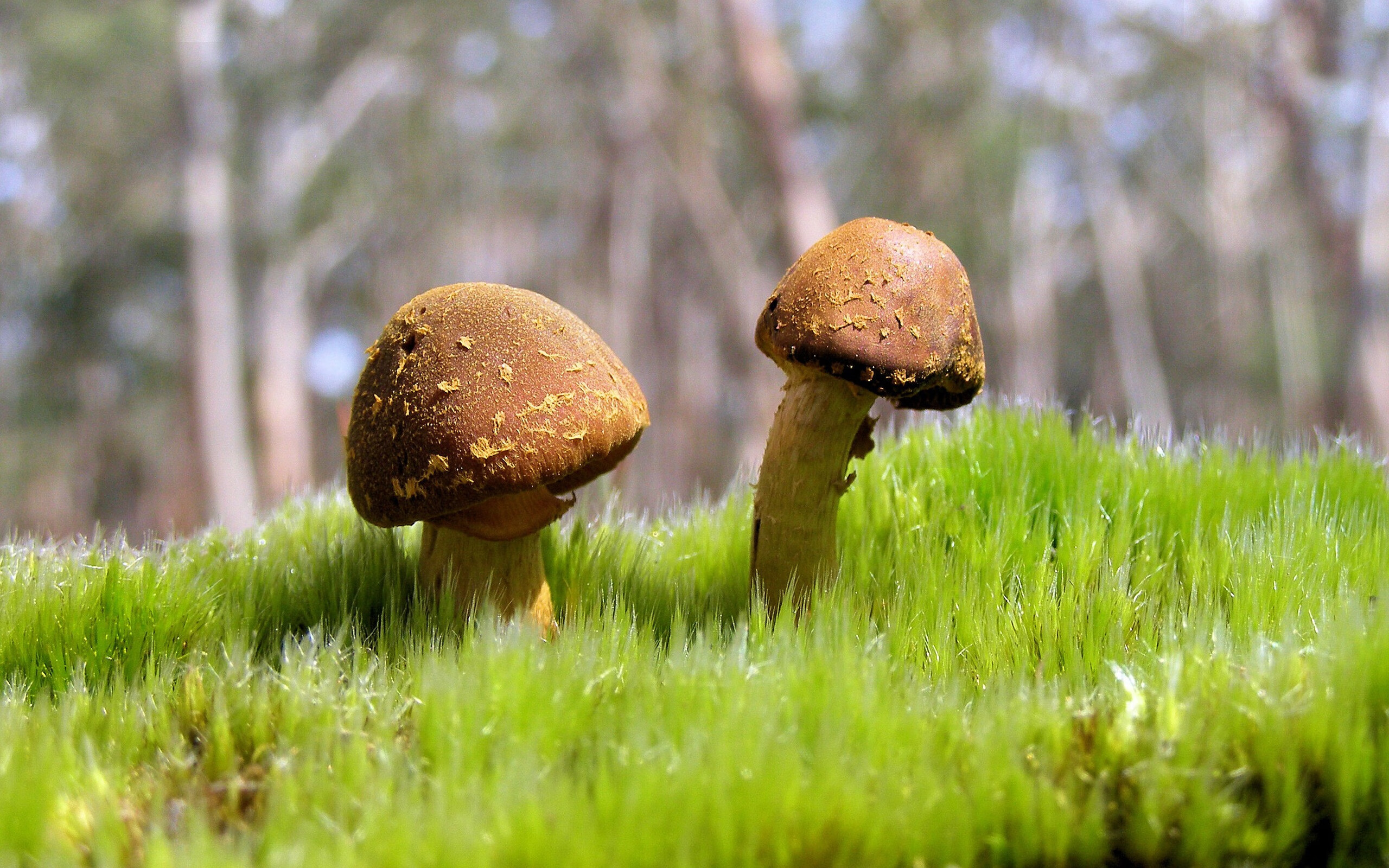 赛事风云，克罗地亚压制冰岛，梅西化身关键先生