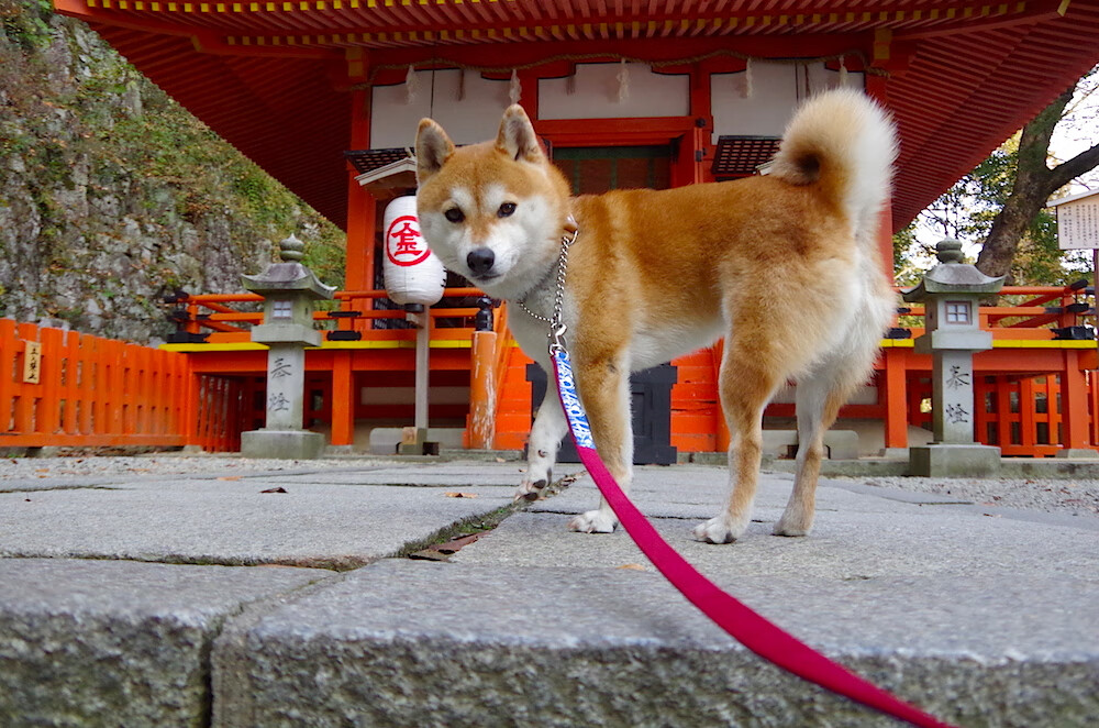 绿茵场的节奏与资源的博弈，从C罗的掌控力看南美国家的战略布局