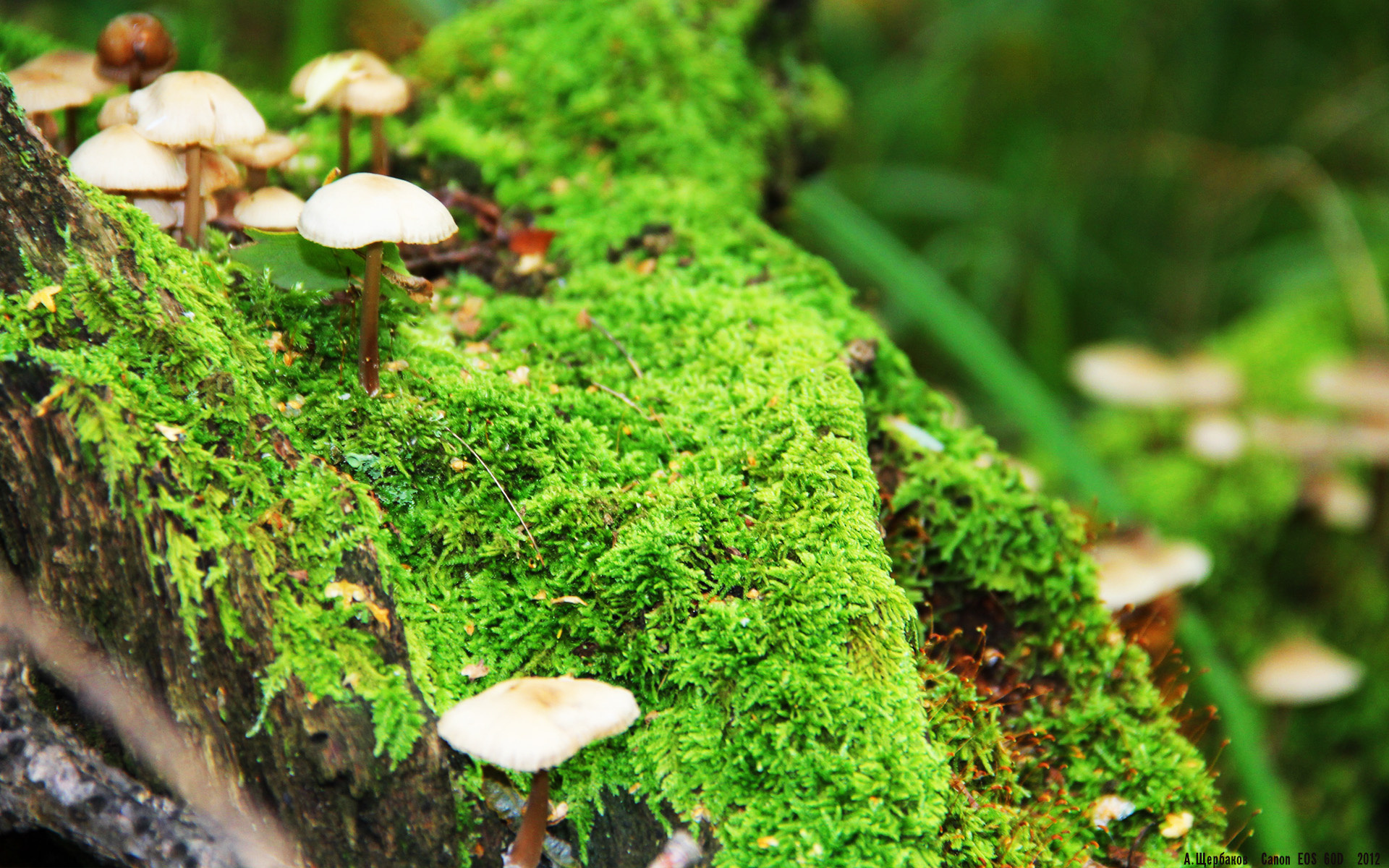 冰与火之歌，鹈鹕掀翻雷霆青年军，杜兰特于世界之巅优雅接管