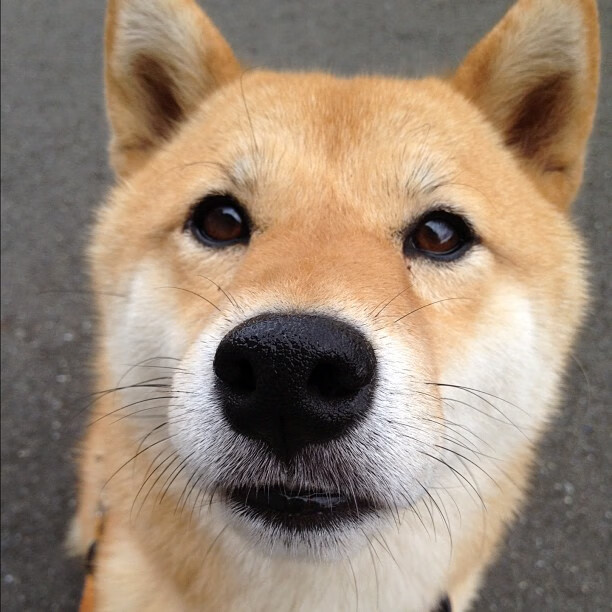 东方巨头联手欧美天才，东契奇与广厦队共谱狂胜步行者华章