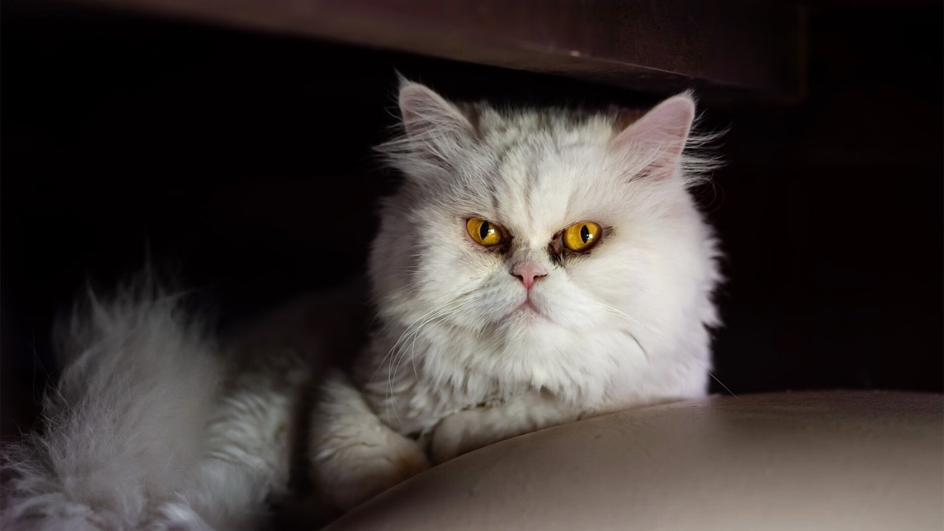 克莱·汤普森，绝境之光照亮魔术强势晋级之路