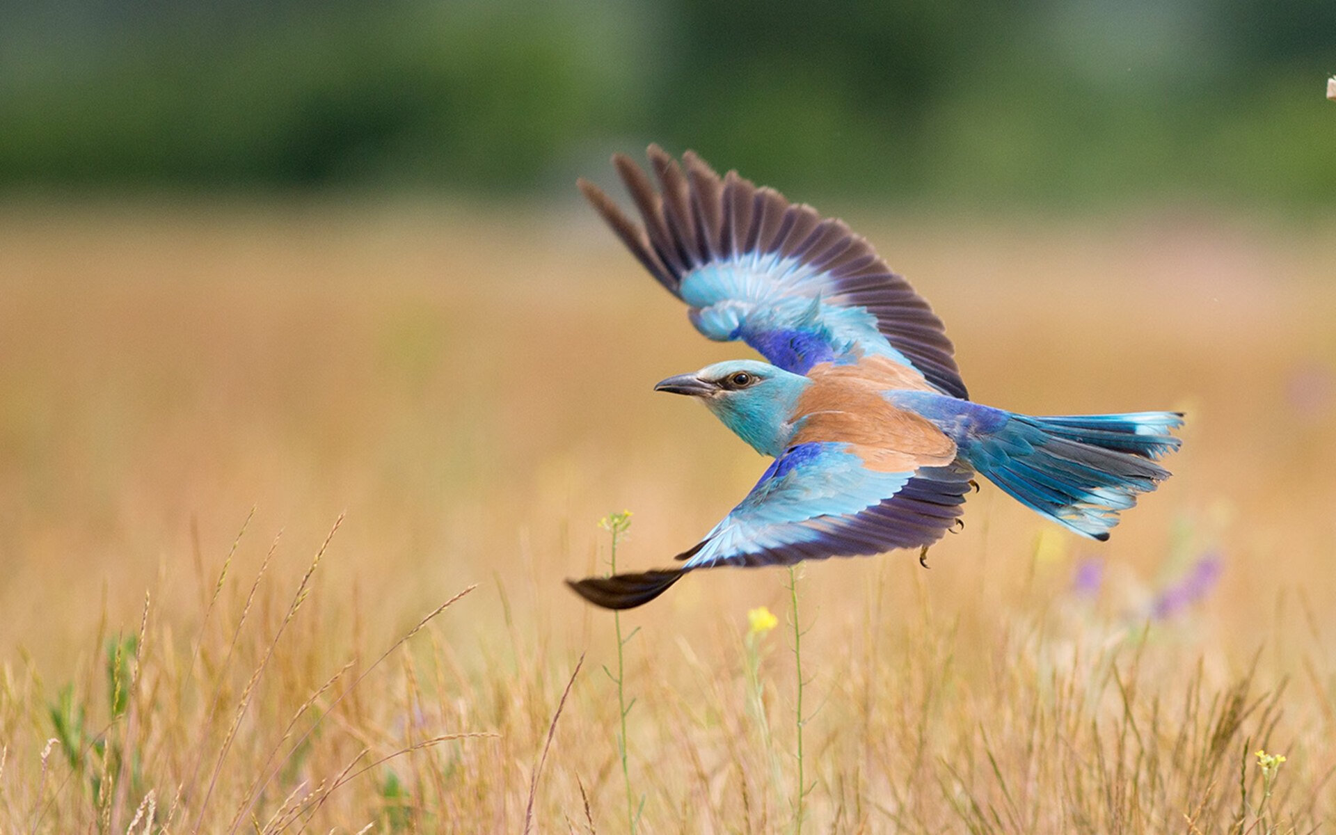 数据爆炸！阿圭罗独舞映衬拉齐奥精密战术，佛罗伦萨在沉默中沉沦