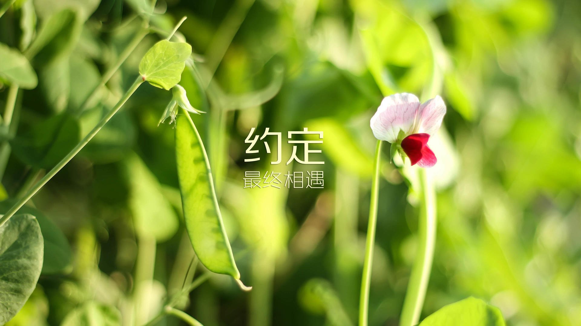 双线奏凯，胜负边缘的竞技哲学与接管时刻的永恒光芒