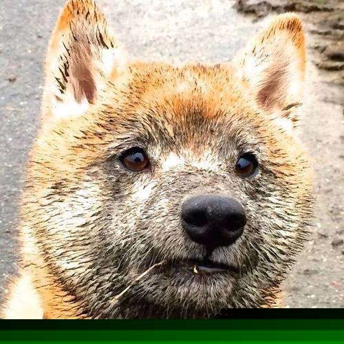 步行者淘汰火箭，布伦森让对手完全无解