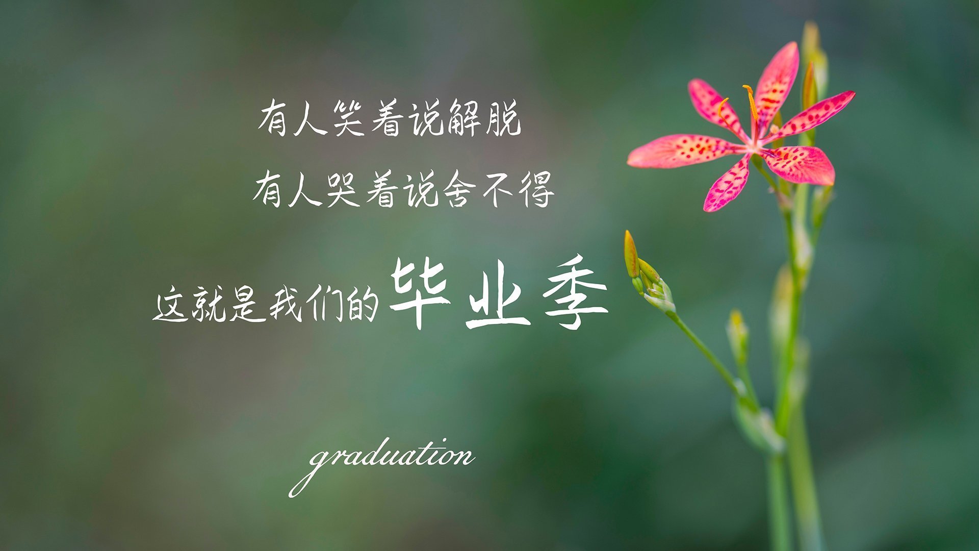 孤星闪耀难掩团队光芒，格列兹曼的杰作与切尔西的胜利交响曲