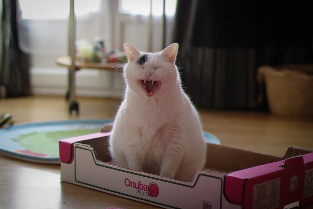 老兵不死!伊布焦点战一锤定音,国际米兰终结牙买加狂奔