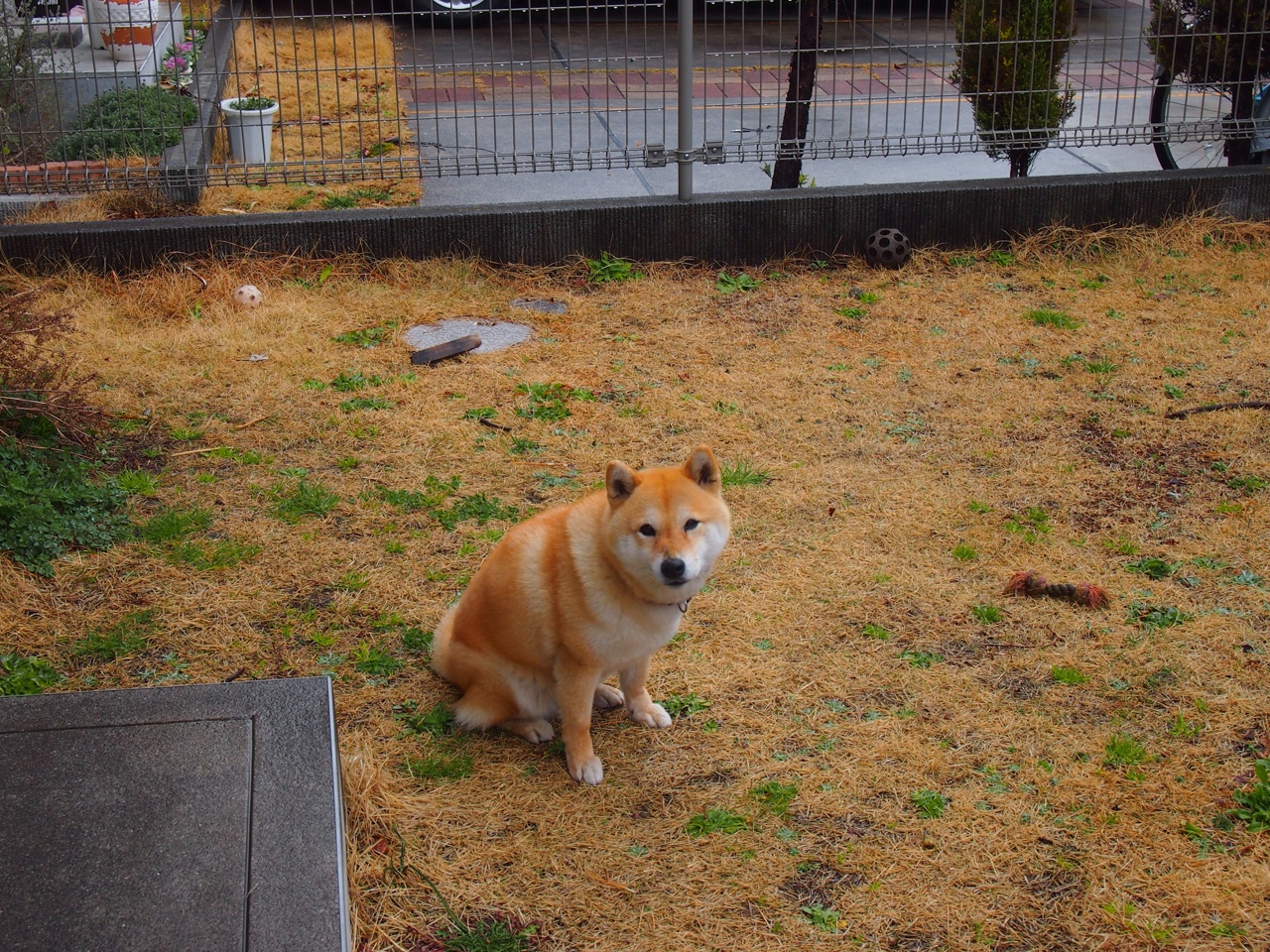 死亡缠绕！伦纳德压哨绝杀鹈鹕，掘金上演逆转奇迹