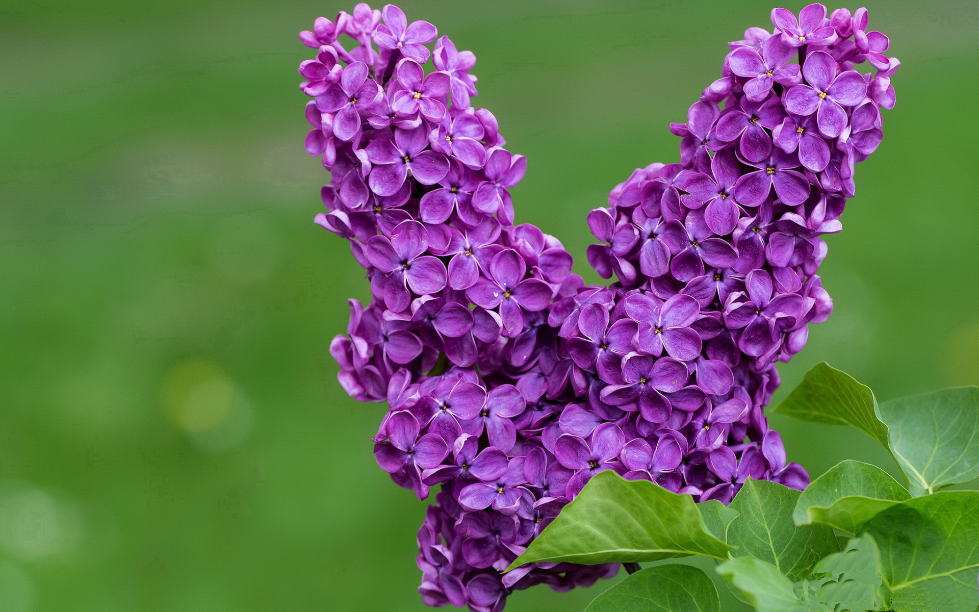 维尼修斯闪耀伯纳乌，爱尔兰风暴撼动欧洲—足球的双面叙事