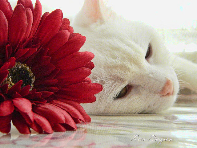 班凯罗爆发，雄鹿战术碾压深圳队