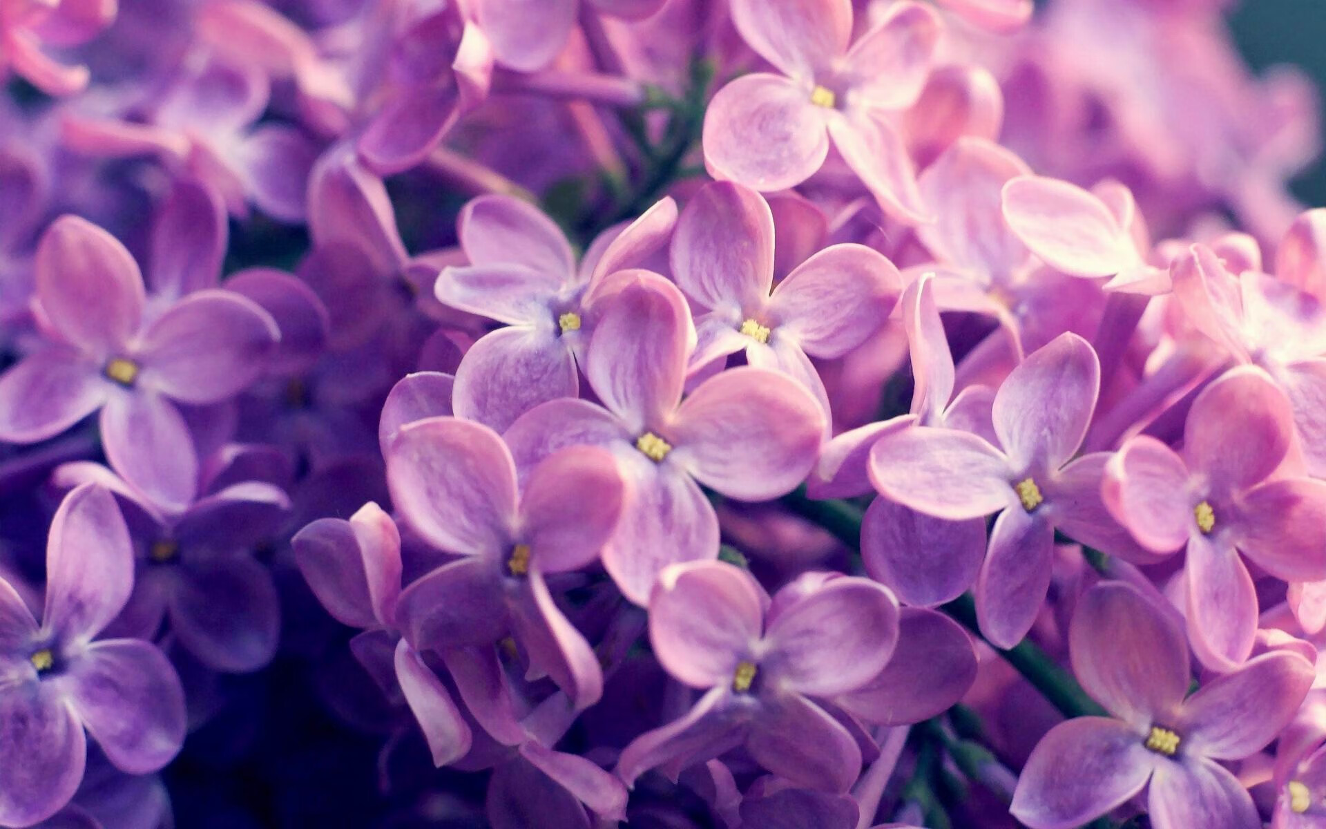迪亚斯！不可逾越的北欧壁垒—芬兰劲旅如何让曼联锋芒尽失