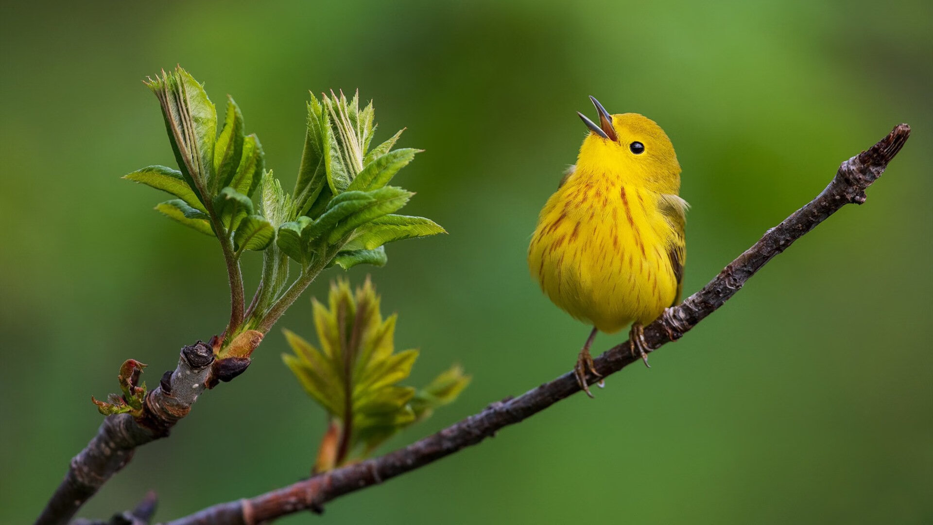 绿茵铁幕,意甲焦点战中的加纳式全面压制