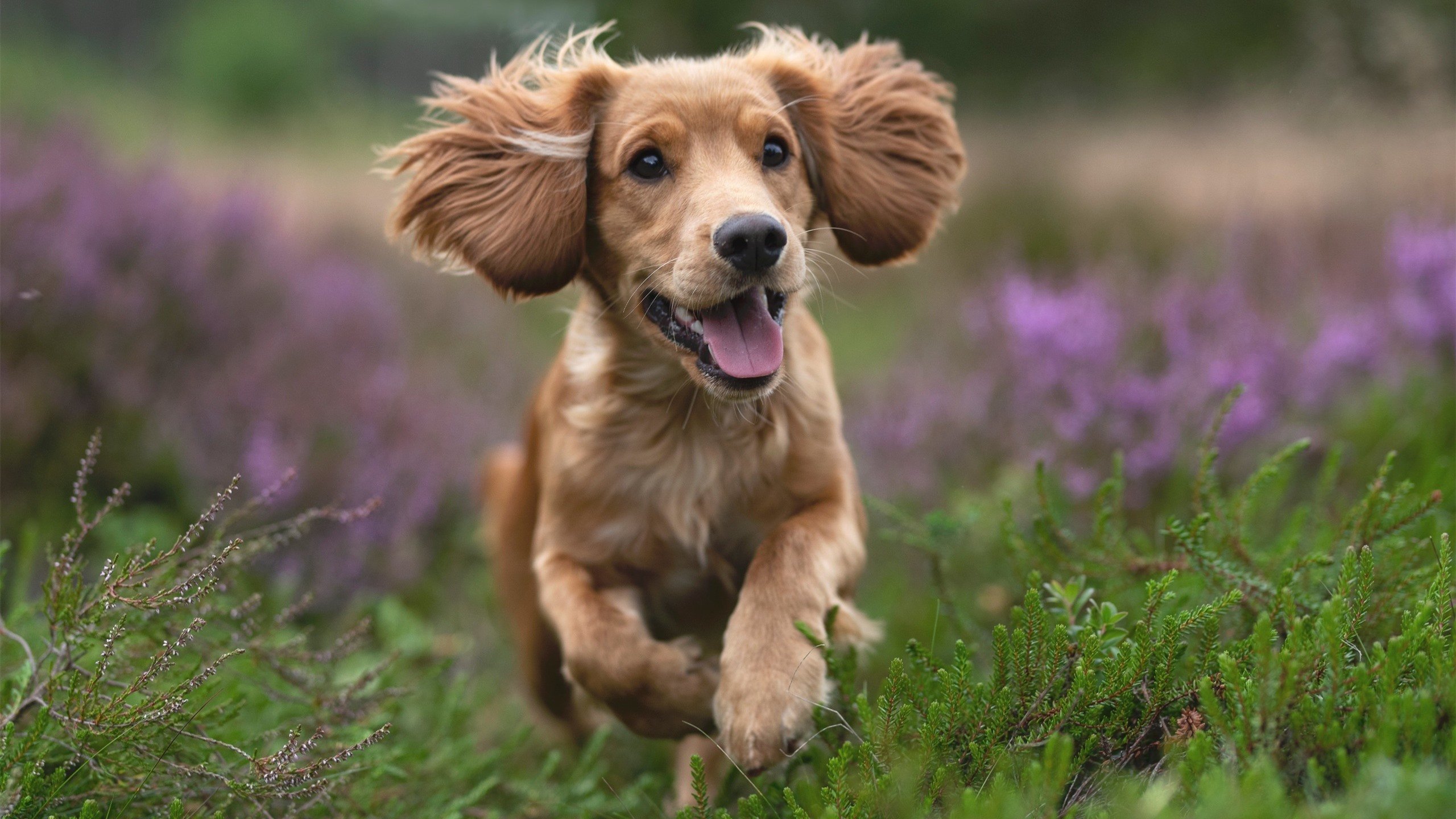 中场之神降临莱比锡，坎特完美掌控对阵波兰关键战