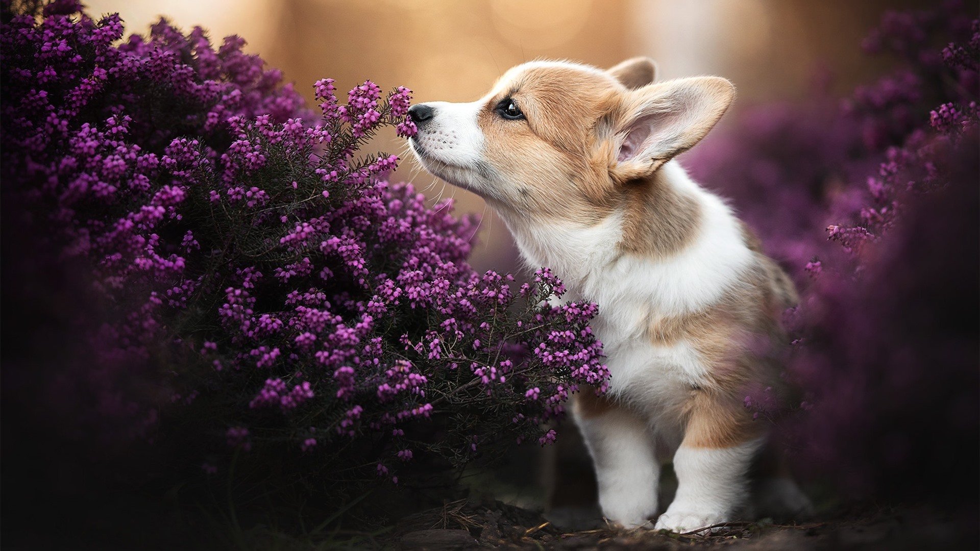 决战绿茵，克罗地亚争冠豪情与洪都拉斯西决突围的生死战交响