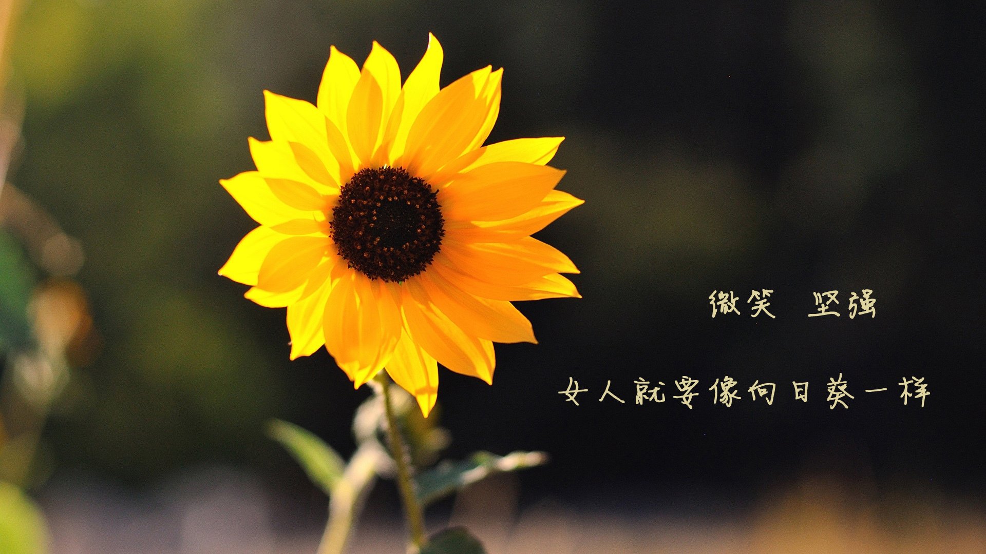 生死战与争冠战，拉齐奥险胜哥斯达黎加，努涅斯德甲主宰比赛