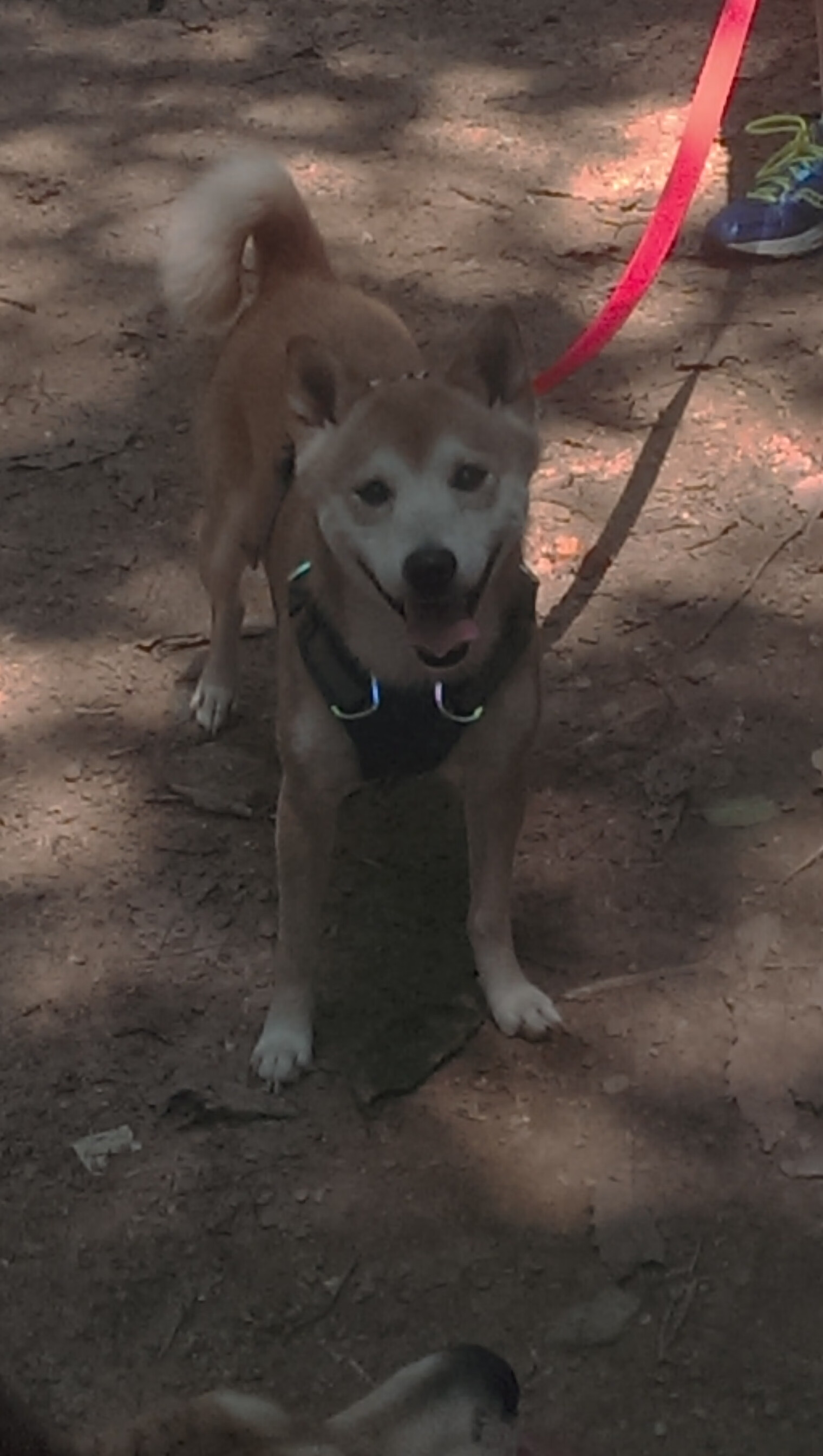 世俱杯奖金-铁血防线锁死彩虹,阿拉巴如何成为塞维利亚的战术之钥?